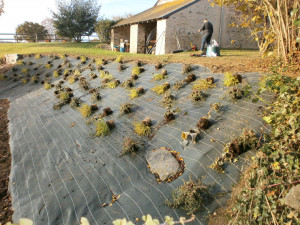 désherbage tonte taille débroussaillage espaces verts chalonnes mauges maine et loire